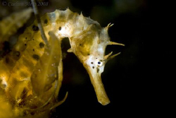 A pot bellied seahorse photographed in the cold waters of... by Cal Mero 